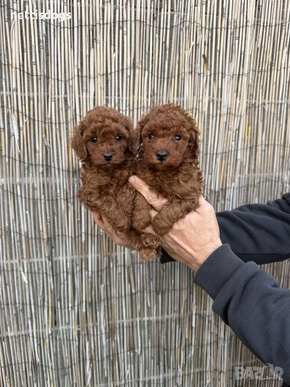 Той Пудели, снимка 1