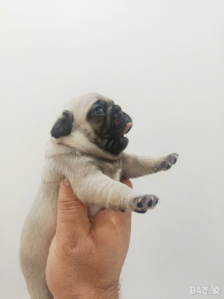 ЕЛИТНИ МОПСЧЕТА , снимка 1