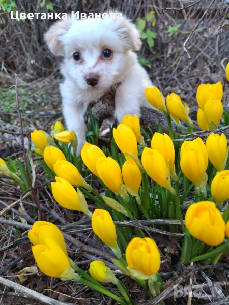  Пинчер, снимка 1