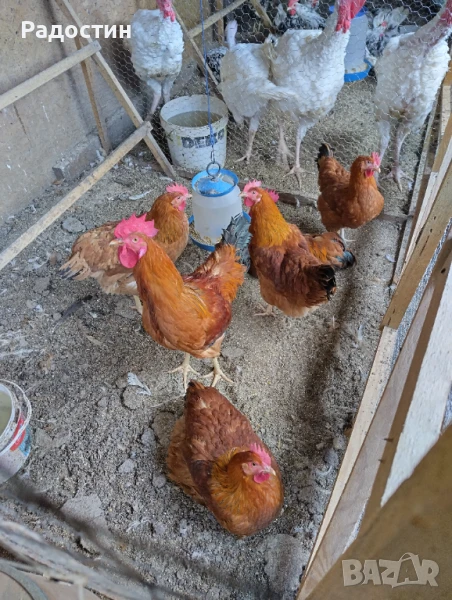 Разплодни яйца и пилета Ню Хемпшир , снимка 1