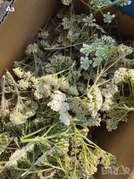 Продавам Бял равнец – изсушен, снимка 1