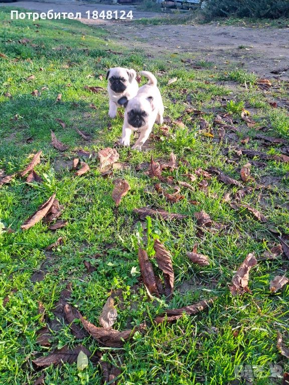 Продавам мопс , снимка 1