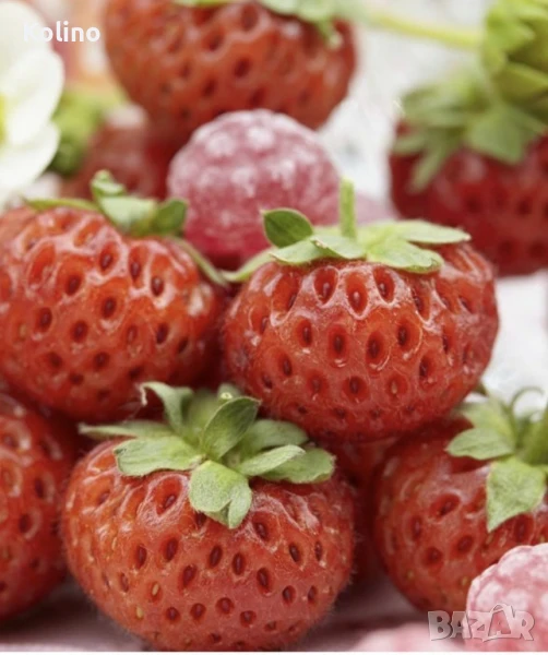 СИРОП ОТ ЯГОДИ концентрат, снимка 1