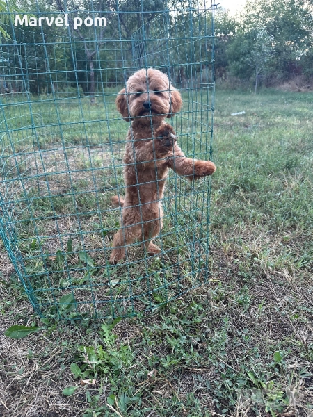 Кока пу, снимка 1