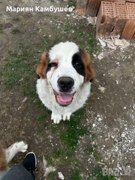 Бебета Санбернари , снимка 1