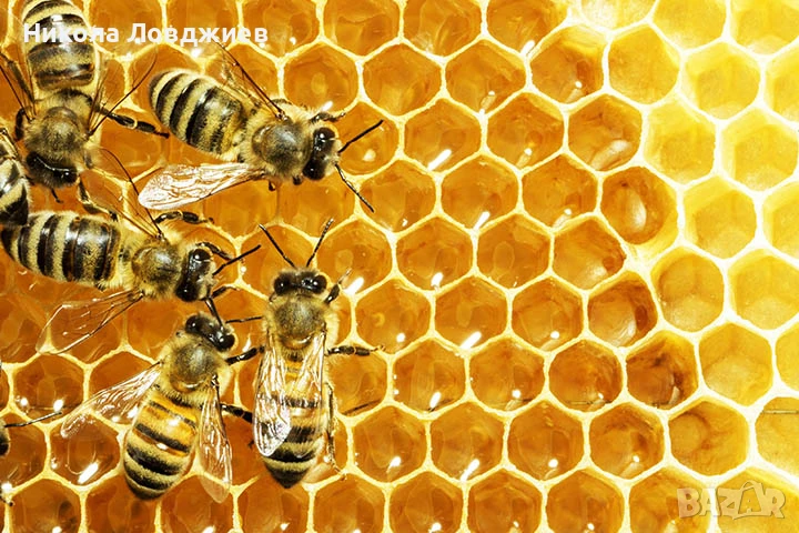 Пчелен мед на едро, снимка 1