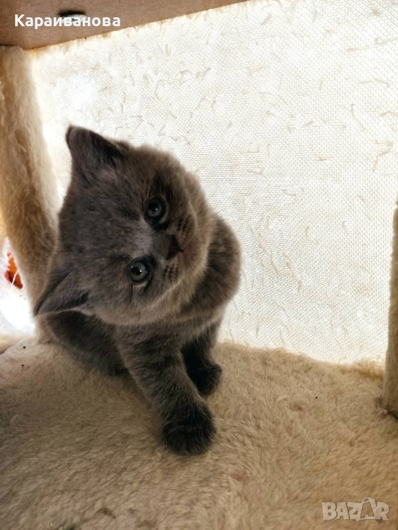 Британски късокосмести , снимка 1