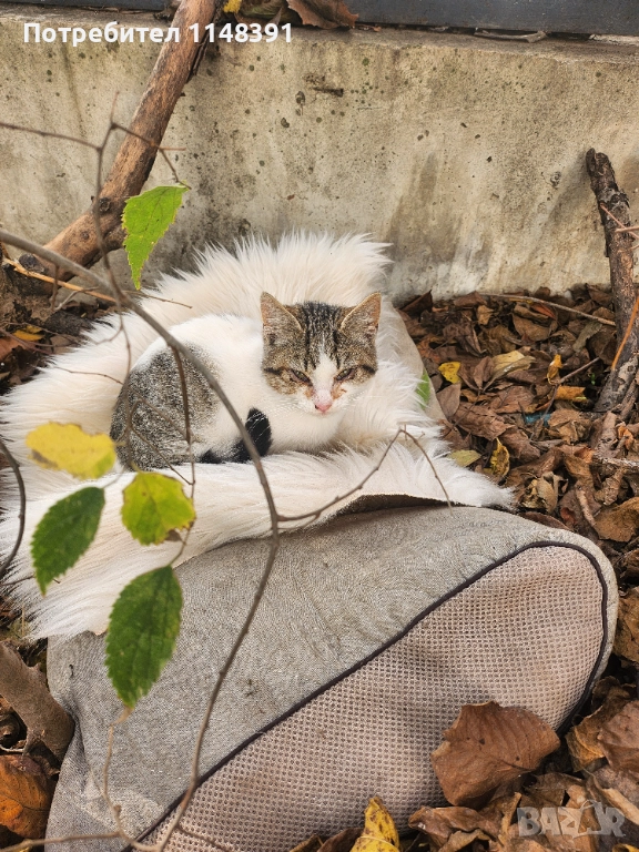Подаряваме малко коте , снимка 1