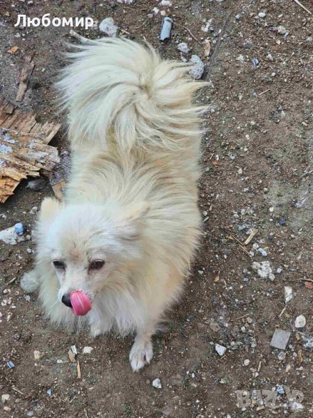 померани, снимка 1