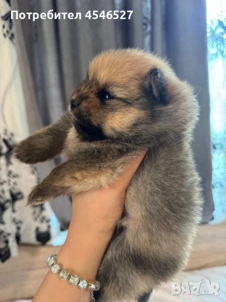 Мъжки померани, снимка 1