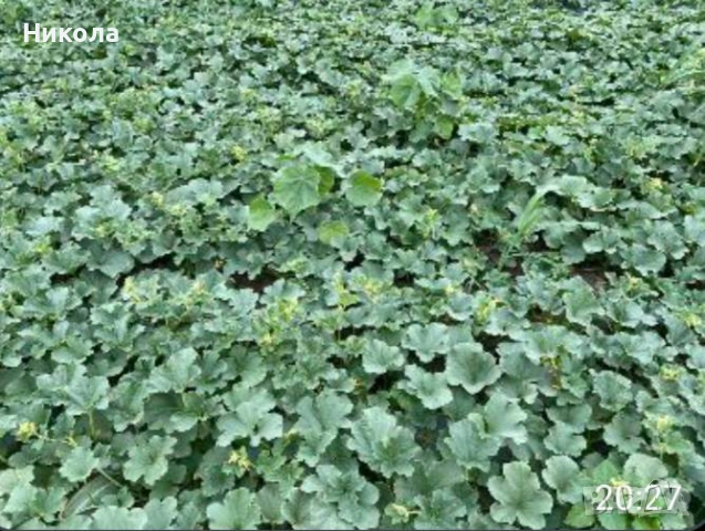 Разсад дини и пъпеши, снимка 5 - Разсади - 53251687