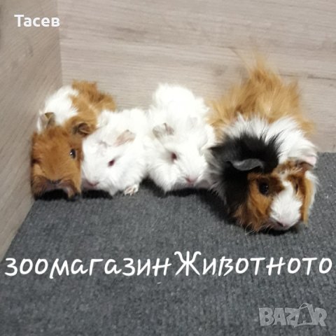 Морски свинчета , снимка 8 - Морски свинчета - 26815718