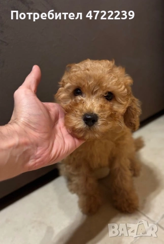 Среден женски пудел априкот, снимка 5 - Пудели - 53263028