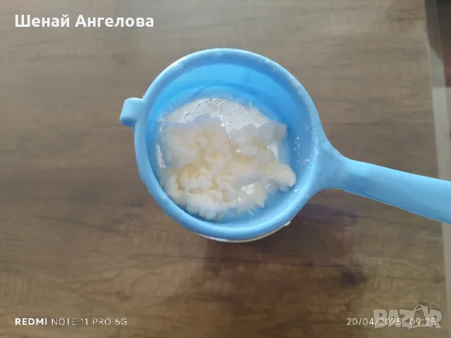 Подарявам гъба за млечен кефир