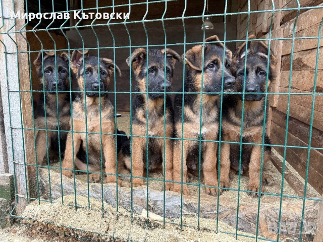 Елитни немски овчарки, снимка 11 - Немска овчарка - 51923395