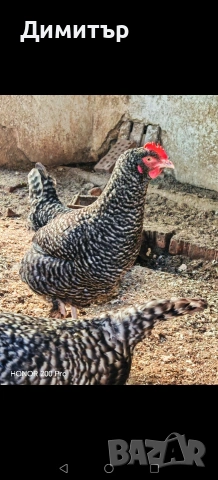 Разплодни яйца от Мехелен, снимка 11 - Кокошки и пуйки - 52938556