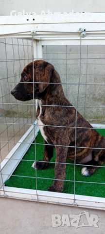 Продавам преса канарио , снимка 3 - Кане корсо - 52134388