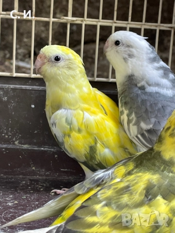 Пойни папагали - двойка и младо, снимка 3 - Папагали - 52814873