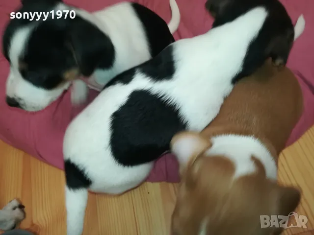 ПОСЛЕДНА БРОЙКА-ДЖАК РЪСЕЛ МОМИЧЕНЦЕ 0802251723, снимка 7 - Джак ръсел териер - 49026799