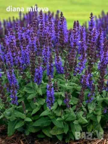 Салвия „Blue Marvel“, Градински чай, многогодишна, снимка 4 - Градински цветя и растения - 52434096
