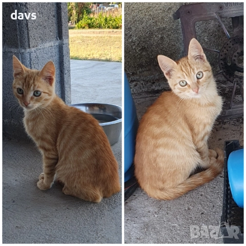 Малки котета – различни шарки, снимка 14 - Други - 51939189