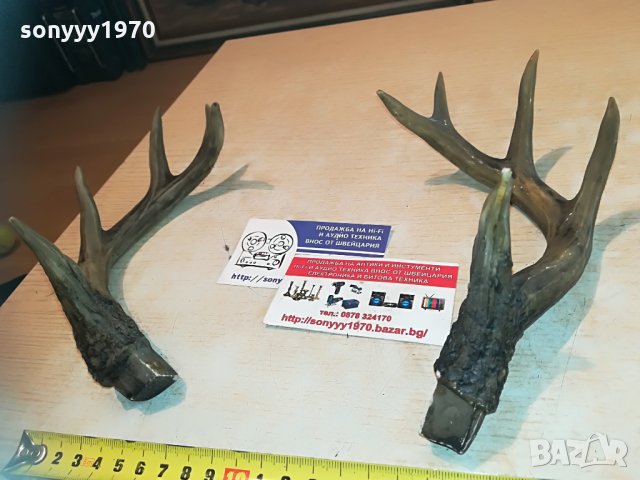рога комплект 2бр 2005212045, снимка 6 - Антикварни и старинни предмети - 32947574