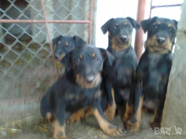 Ягдтериери на 6 месеца , снимка 2 - Ягдтериер - 51120051