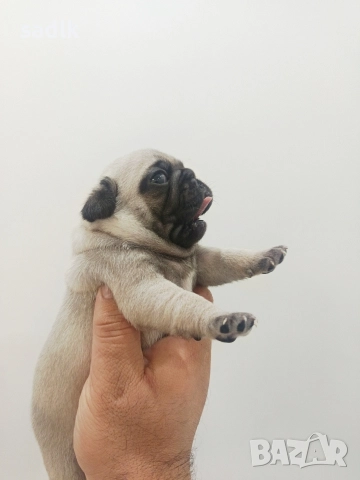 ЕЛИТНИ МОПСЧЕТА 