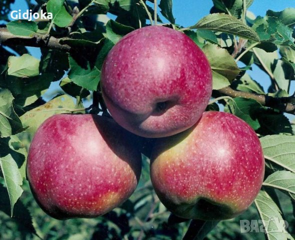 Домашен ябълков оцет , снимка 2 - Домашни продукти - 40473185