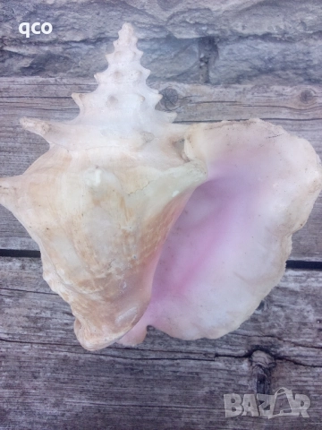 Огромен рапан , снимка 4 - Други - 51950358