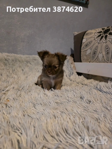 чихуахуа момченца , снимка 7 - Чихуахуа - 53389470