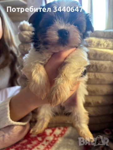 Мъжко йорки, снимка 14 - Йоркширски териер - 52553604