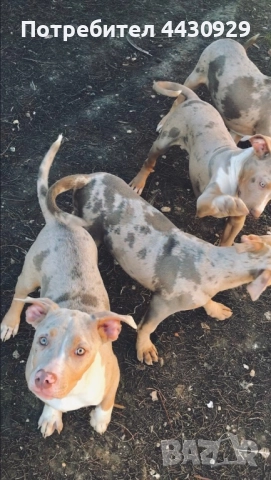 American Bully XL, снимка 3 - Други - 52497819