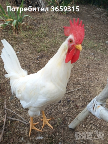 Петлета 6месечни, снимка 3 - Кокошки и пуйки - 52068630