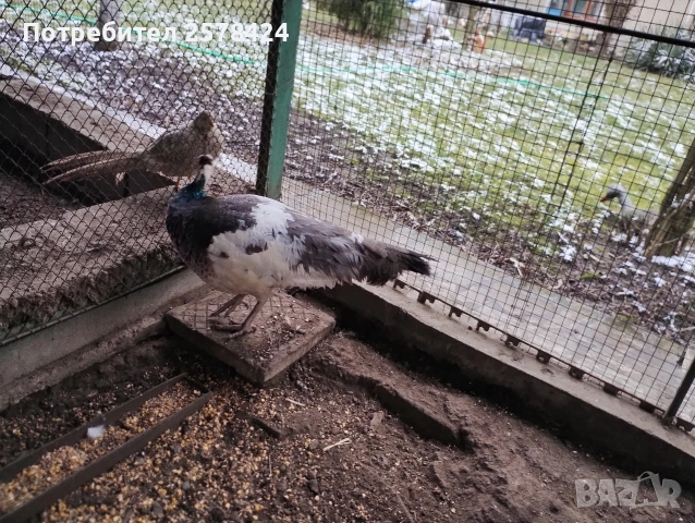 Продавам работеща паунка на 4г при интерес на ЛС или 0879166611 гр Кнежа , снимка 2 - други­ - 53429178