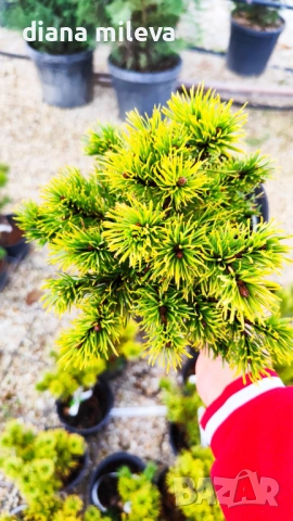 Pinus mugo Dezember gold(Клек Декемврийско злато), снимка 9 - Градински цветя и растения - 52113275