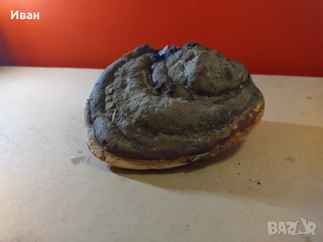 Дървесни гъби за декорация , снимка 3 - Други - 49038065