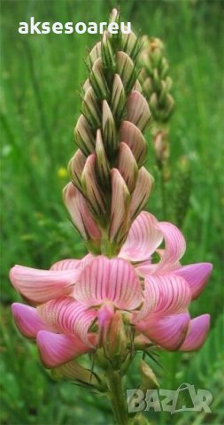 Семена от Еспарзета – медоносно растение за пчелите разсад семена пчеларски растения силно медоносно, снимка 5 - Сортови семена и луковици - 37710752