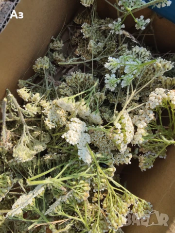 Продавам Бял равнец – изсушен