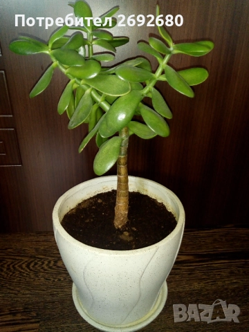 Традесканция рео, кротон,христов венец и други цветя/бамбук/цени в описанието , снимка 15 - Стайни растения - 50184776