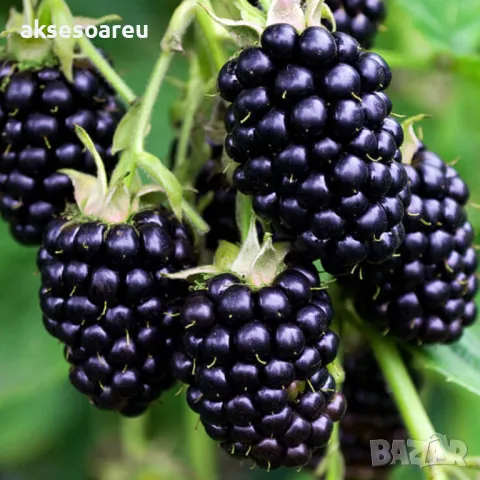 Висококачествени нови семена от хранителна Къпина без бодли Rubus rusticanus 50+ семена антиоксидант, снимка 15 - Сортови семена и луковици - 50332260