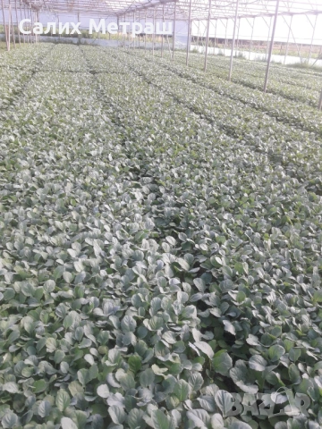 Разсад за пипер, разсад за домати и др., снимка 8 - Разсади - 53056101