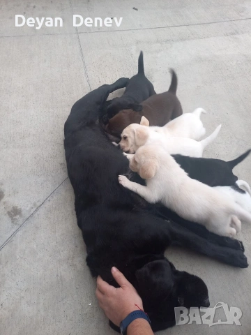 лабрадор реитривър , снимка 12 - Лабрадор ретривър - 52878460