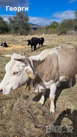 Продавам месодайна крава цена , снимка 2 - Крави - 52007516