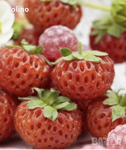 СИРОП ОТ ЯГОДИ концентрат