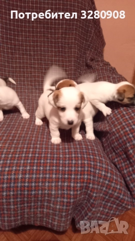 Малки кученца Джак Ръсел , снимка 3 - Джак ръсел териер - 52493307