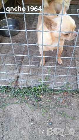 чихуахуа , снимка 3 - Чихуахуа - 52797684