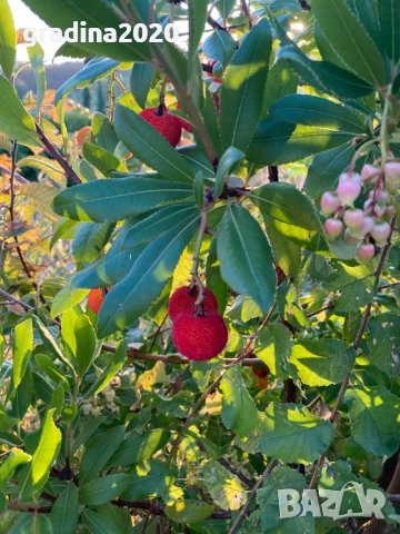 Ягодово дърво - Арбутус, снимка 2 - Градински цветя и растения - 27448713