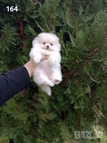 Женски Померани. Реални снимки!