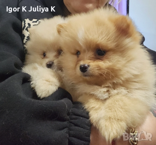 Уникални миниатюрни пухкави померани мини шпицове, снимка 2 - Померан - 49178159